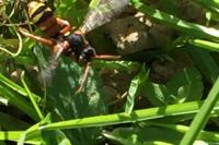 Nomada bifasciata