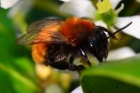 Andrena fulva