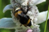 Bombus