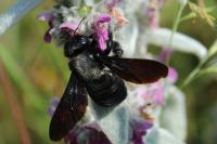 Xylocopa