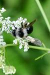 Andrena cineraria