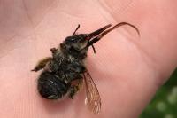 Anthophora plumipes