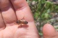 Apis mellifera