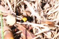 Scolia hirta