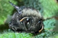 Xylocopa violacea