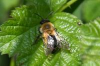 Andrena nitida
