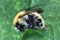 Bombus pascuorum