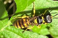 Ectemnius