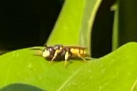 Philanthus triangulum