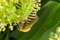 Colletes hederae