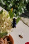 Xylocopa