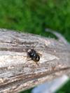 Osmia cornuta