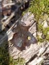 Neuroterus quercusbaccarum