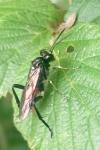 Macrophya militaris