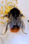 Bombus lapidarius