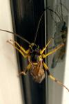 Amblyteles armatorius