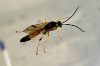 Amblyteles armatorius