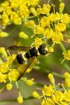Ancistrocerus