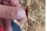 Crocothemis erythraea