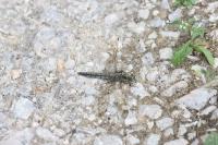 Orthetrum cancellatum