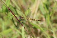 Orthetrum cancellatum