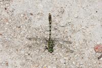 Onychogomphus forcipatus