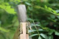 Orthetrum cancellatum