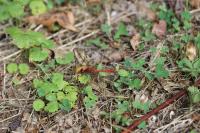 Sympetrum sanguineum