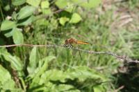Libellula fulva