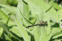 Gomphus vulgatissimus