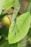 Coenagrion puella