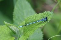 Coenagrion puella