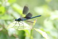Calopteryx splendens