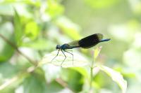 Calopteryx splendens