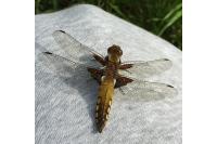 Libellula depressa