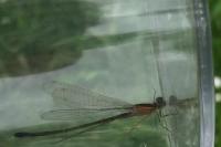 Ischnura elegans