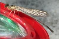 Platycnemis pennipes