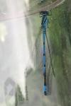 Coenagrion puella