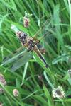 Libellula quadrimaculata