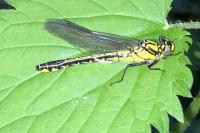 Gomphus vulgatissimus
