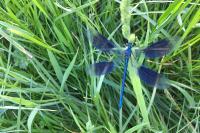 Calopteryx splendens