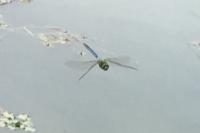 Anax imperator