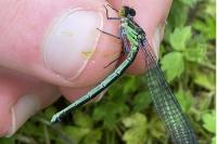 Erythromma viridulum