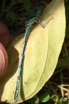 Platycnemis pennipes