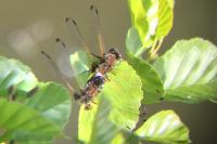 Libellula fulva