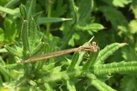 Platycnemis pennipes