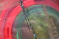 Coenagrion mercuriale