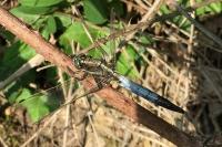 Orthetrum albistylum