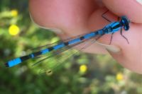 Enallagma cyathigerum