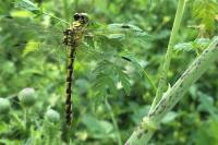 Onychogomphus forcipatus